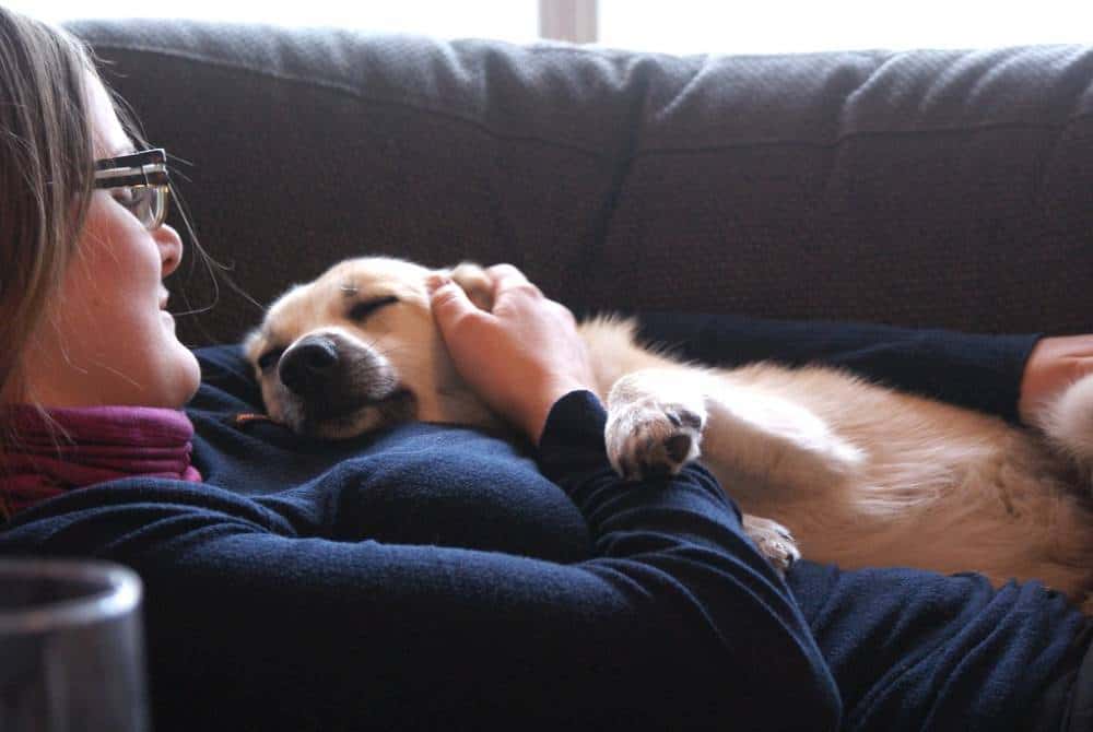 Beagle cuddling