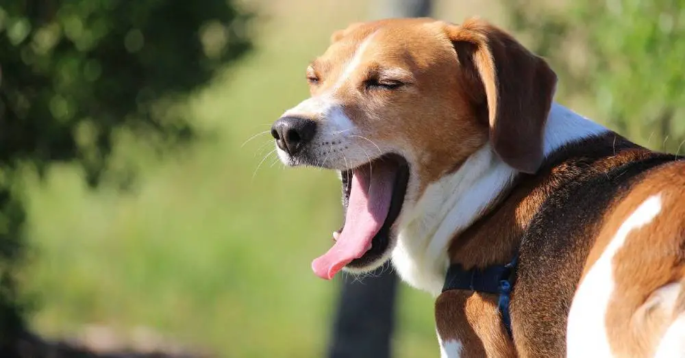 beagle sleep training