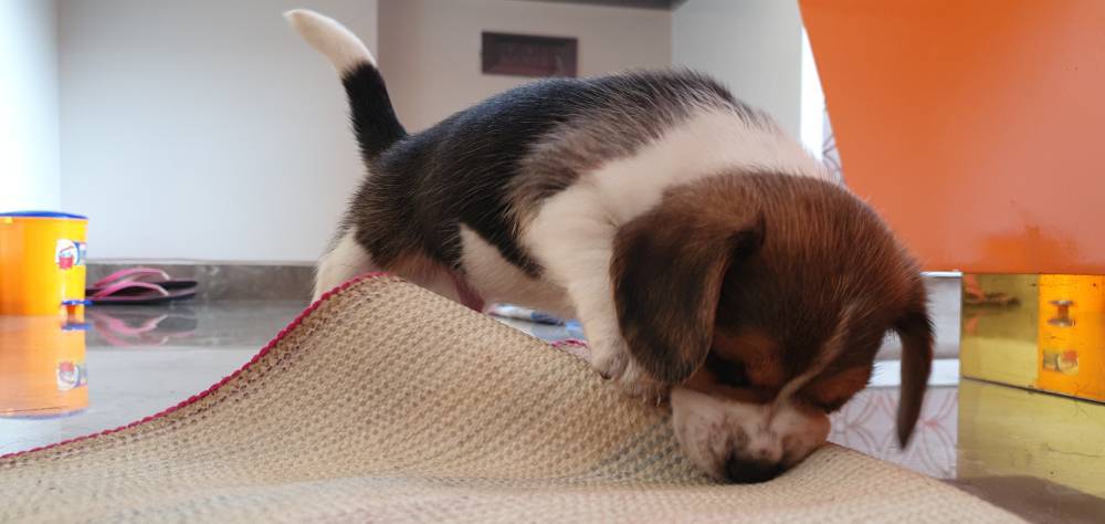 Energy level of a beagle puppy