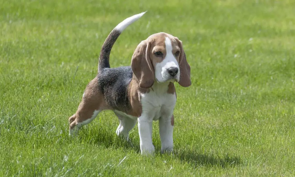 Purebred beagle puppy