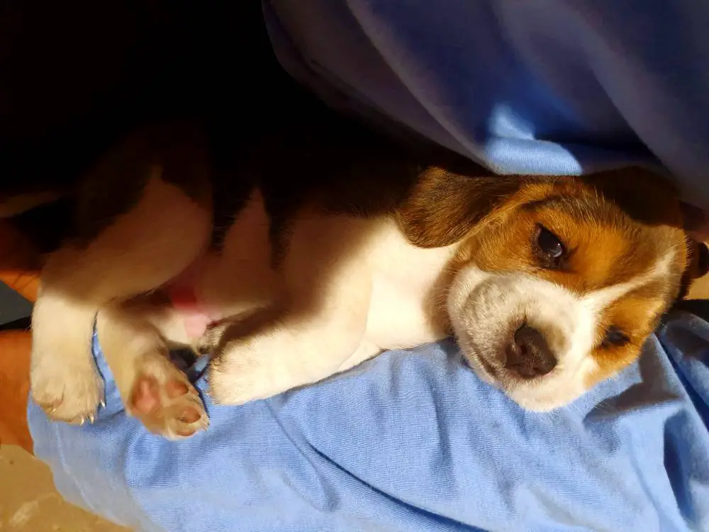 Why do beagles cuddle so much