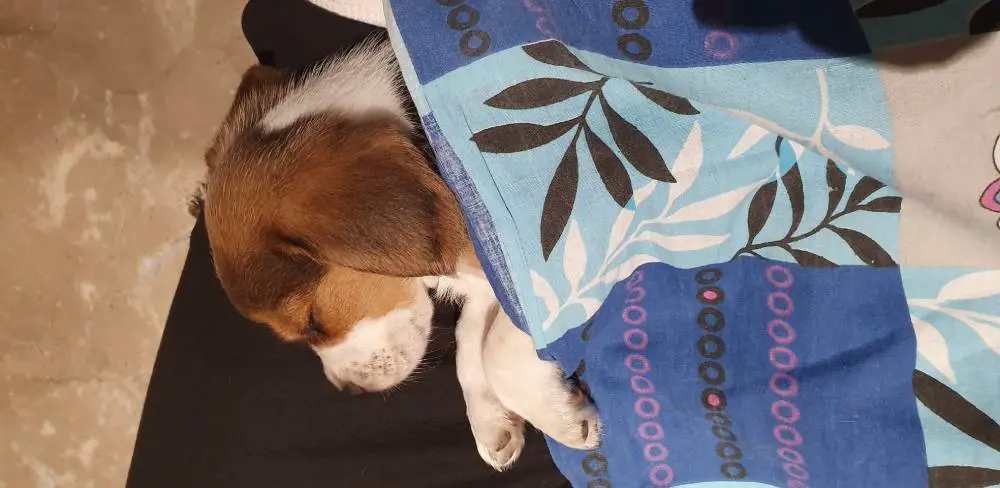 Beagle sleeping under cover