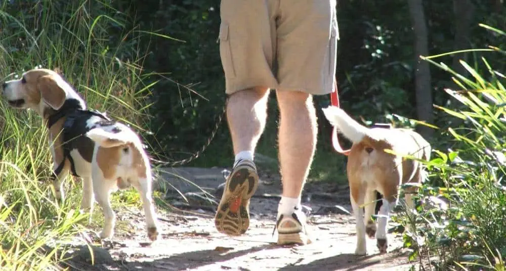 Hiking with Beagles