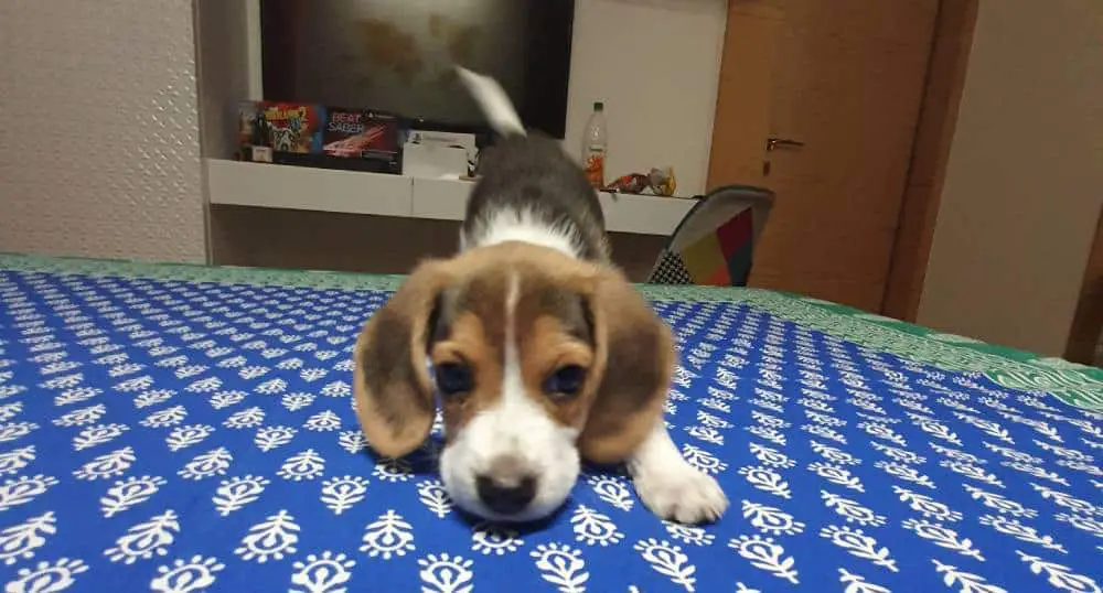 Beagle with strong nose