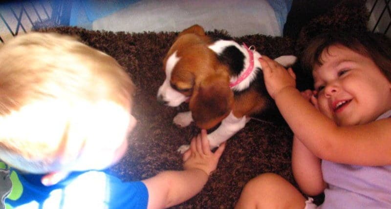 Beagle with kids