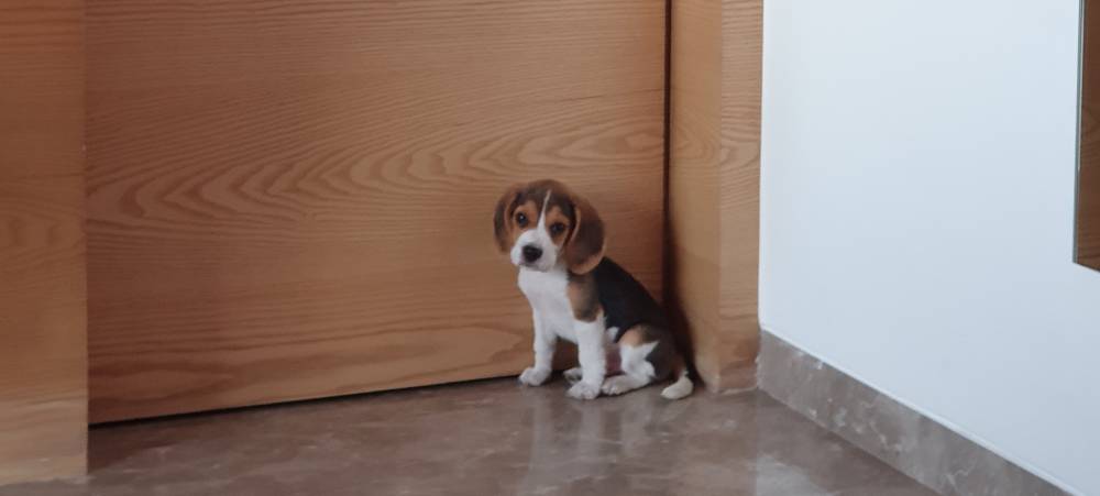 Beagle sitting innocently 