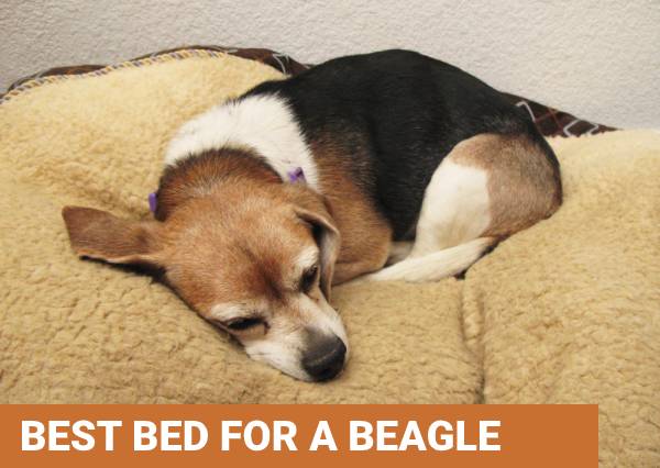 Best beds for beagle