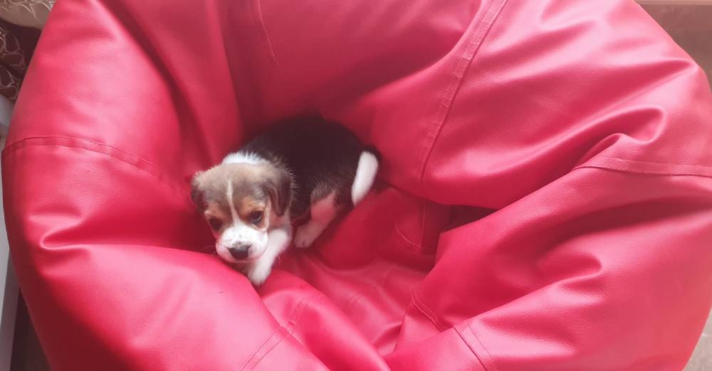 Best Beagle Beds