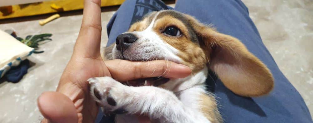 How to stop beagle biting
