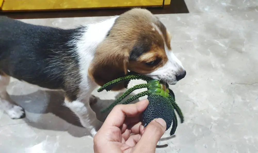 Stop Play biting with redirecting to a toy
