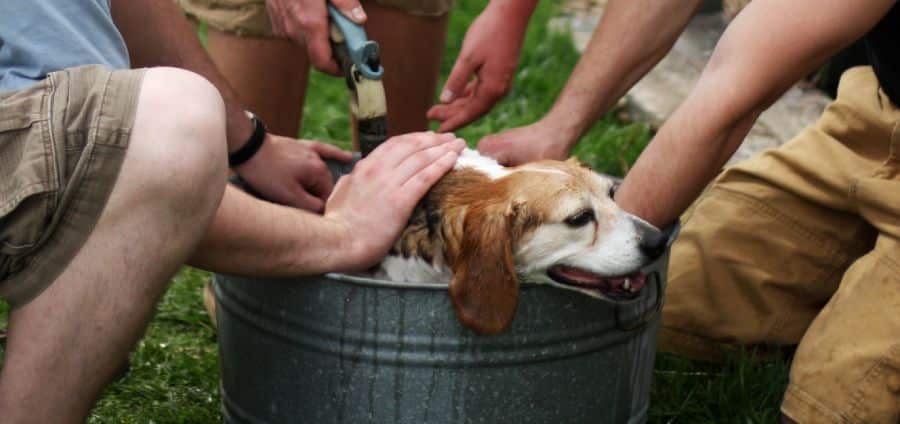 Bathing a beagle - Grooming session