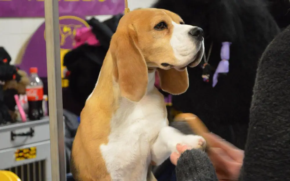 Grooming session of a beagle