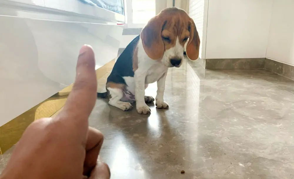 beagle listening to NO command