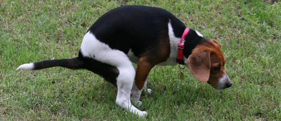 Beagle potty training