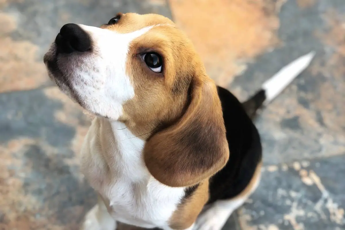 Beagle Intelligence test