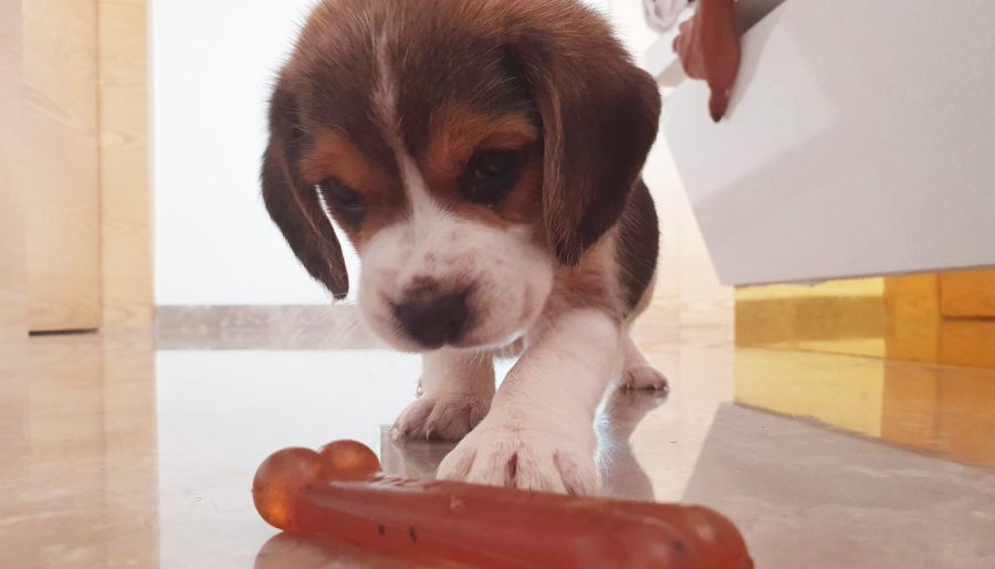 first day of beagle puppy