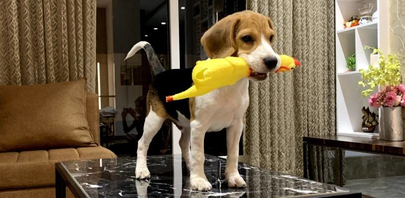 beagle holding a toy