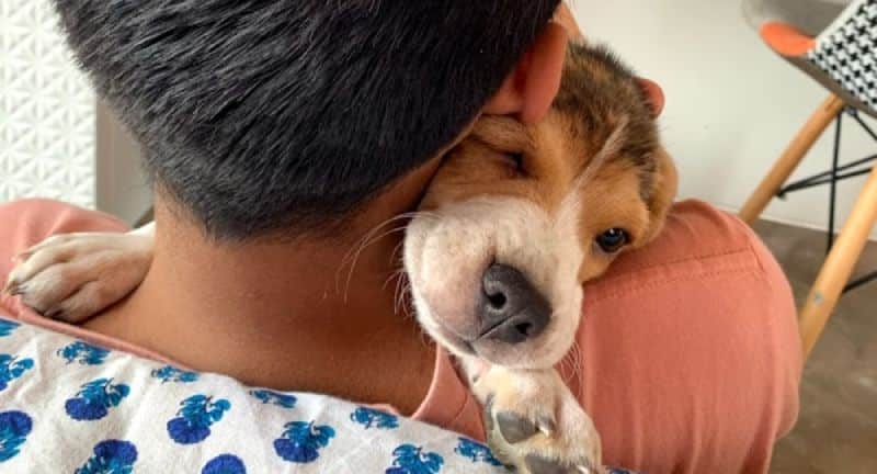 beagle friendliness