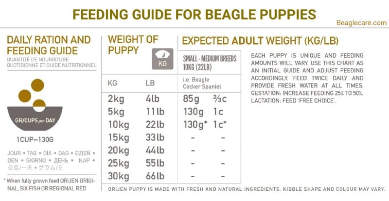 beagle puppy feeding guide