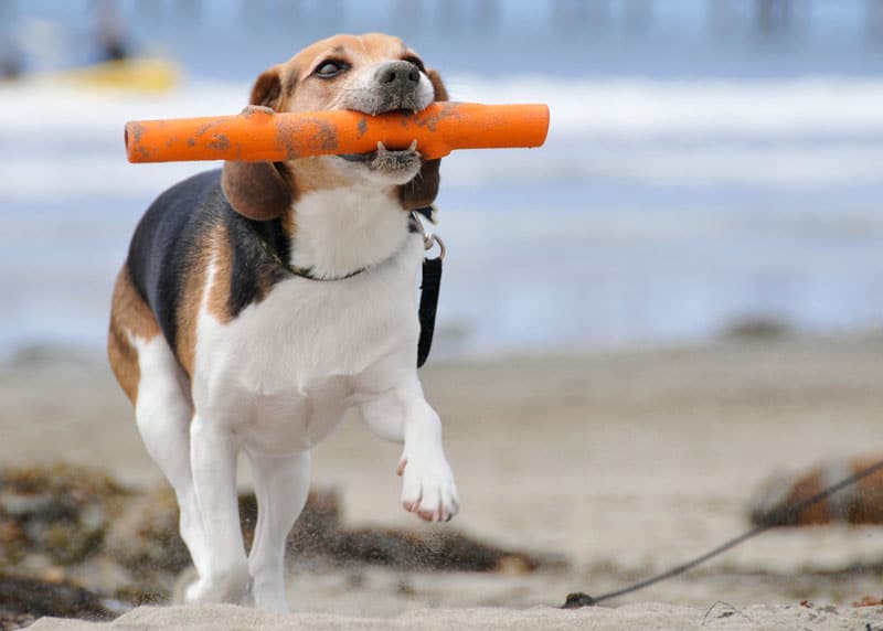 Beagle Fetch