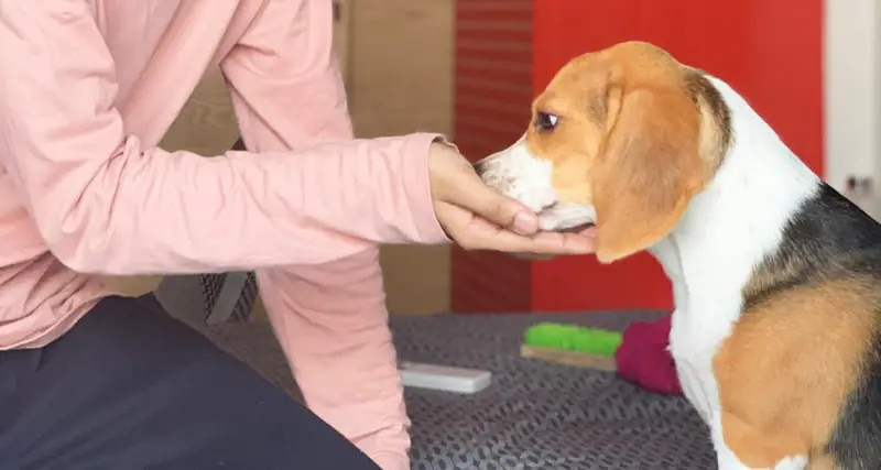 Feeding a beagle
