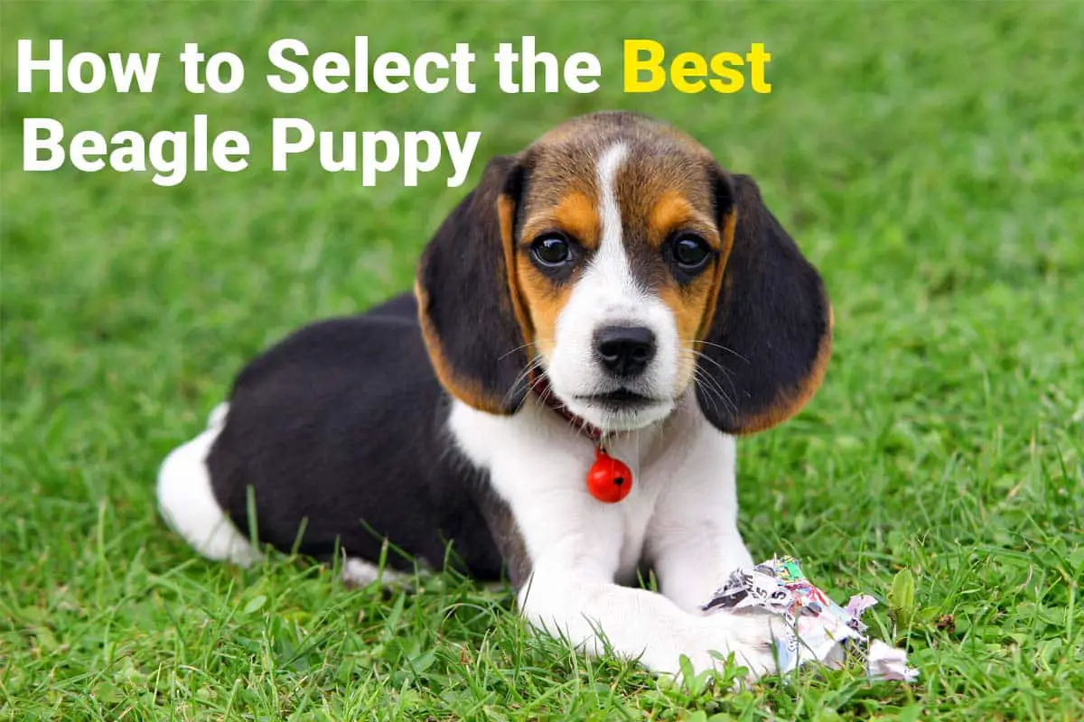 How to select the Best Beagle Puppy from the Litter Beagle Care