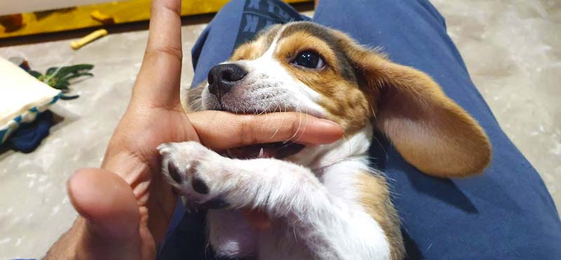 Beagle puppy biting