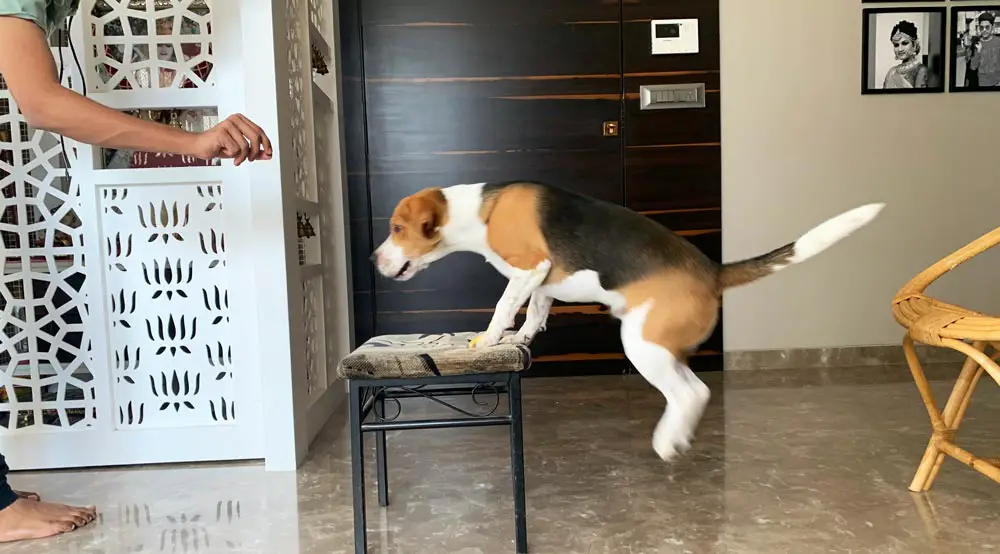 beagle jumping on object