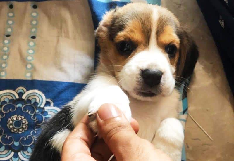 Beagle puppy getting a hand shake