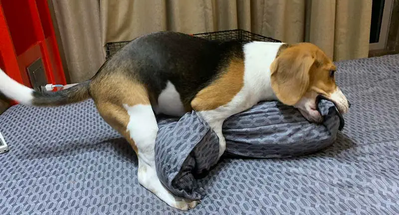 beagle puppy huming
