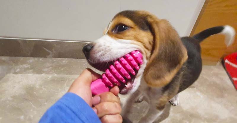 Beagle puppy teething