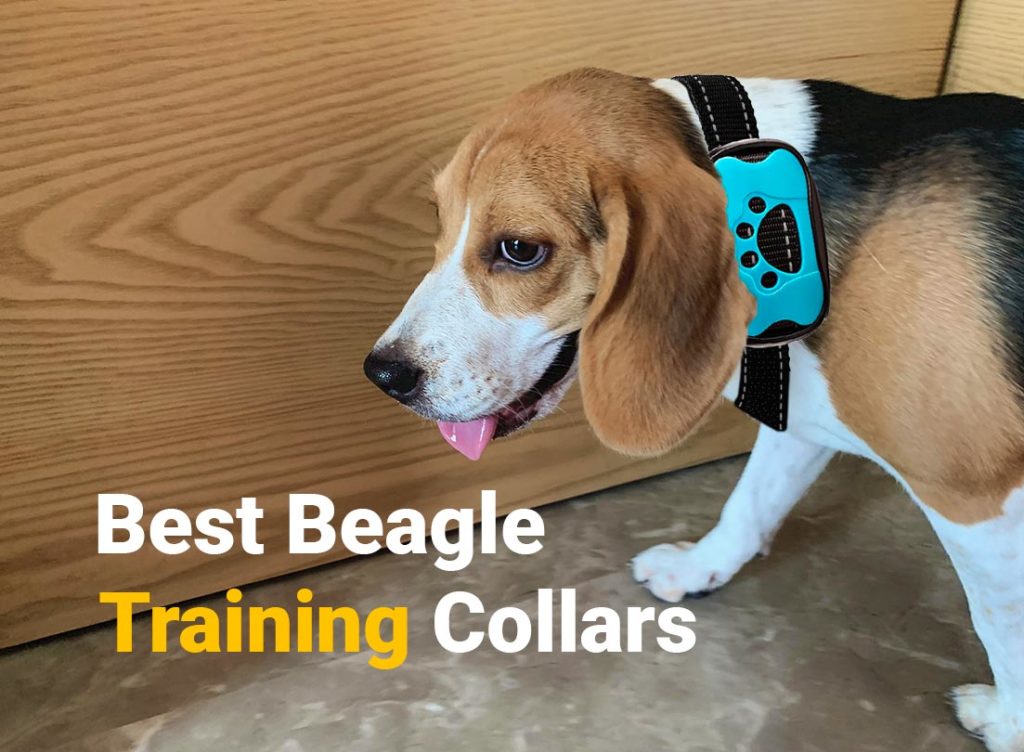 5 Best Beagle Training Collars Beagle Care