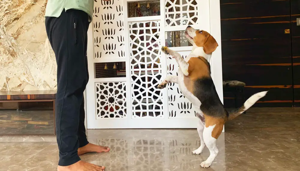 Beagle trying to jump