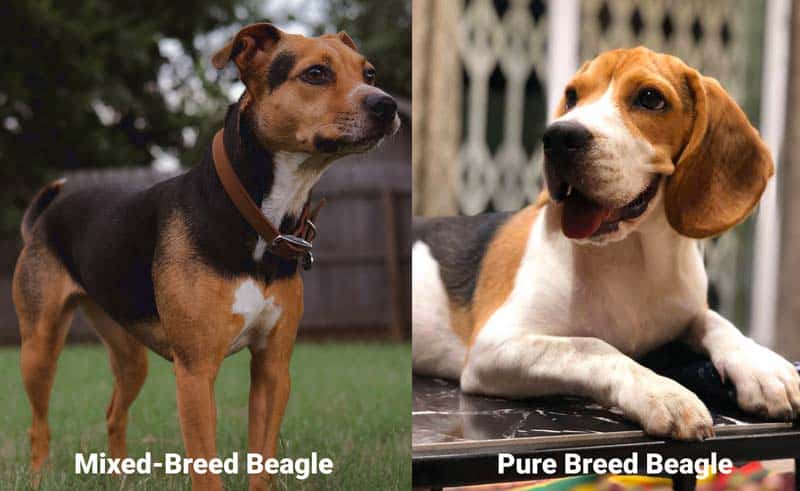 Mix Breed vs Pure Breed Beagle puppy