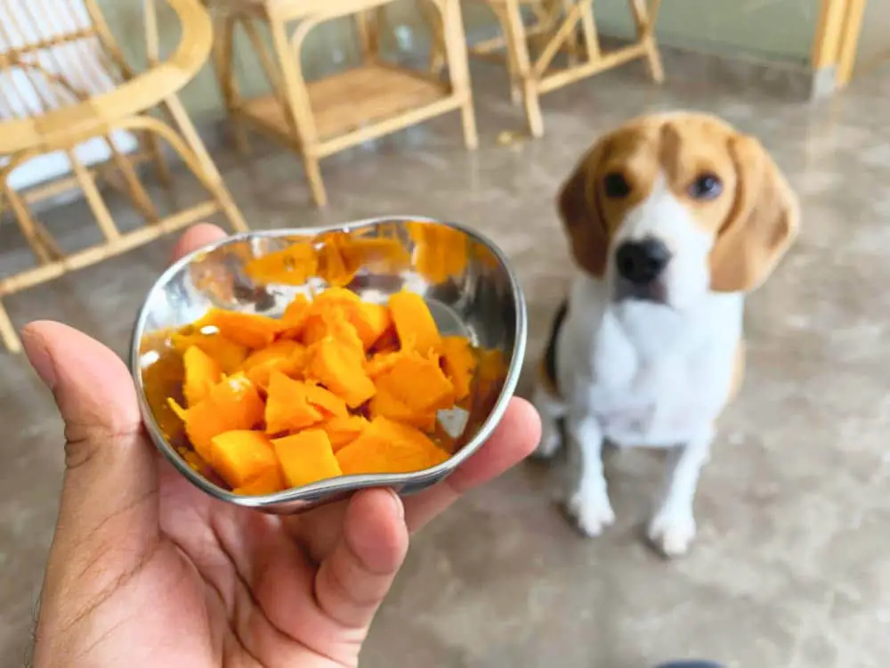 a beagle dog waiting to eat his mango
