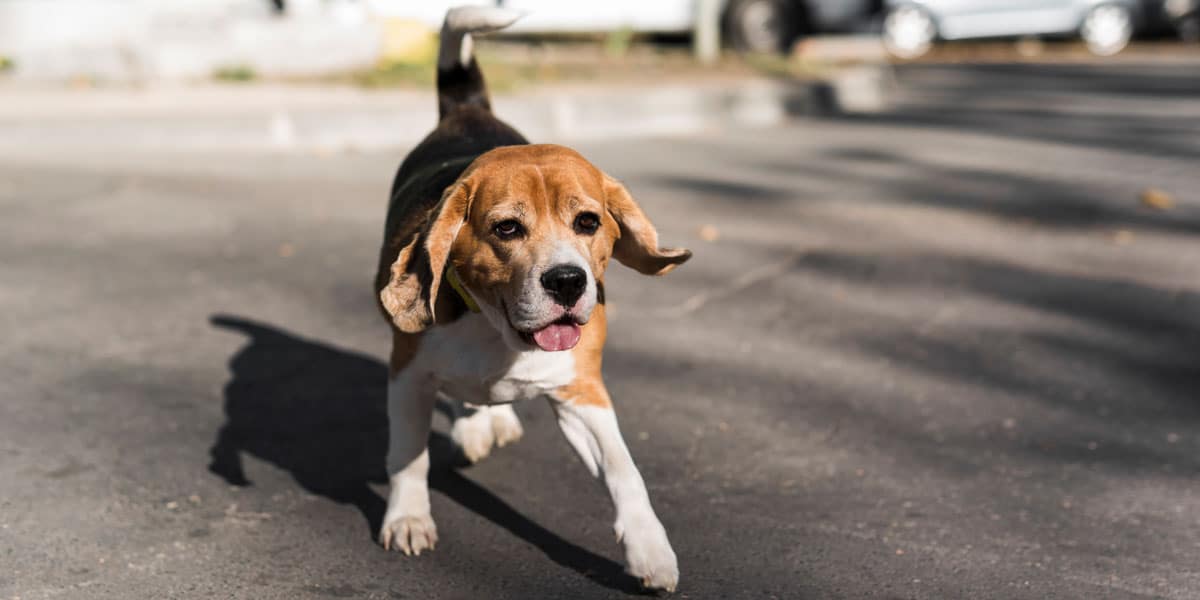 beagle ready to attack