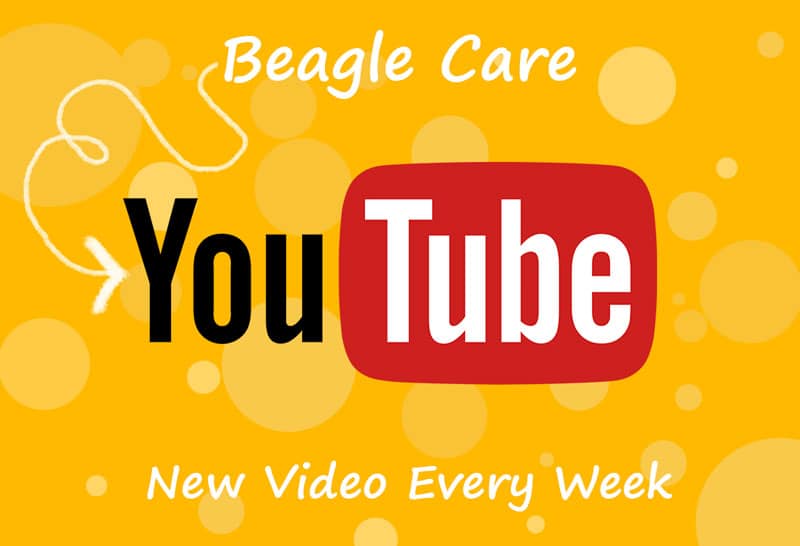 Beagle Care Youtube