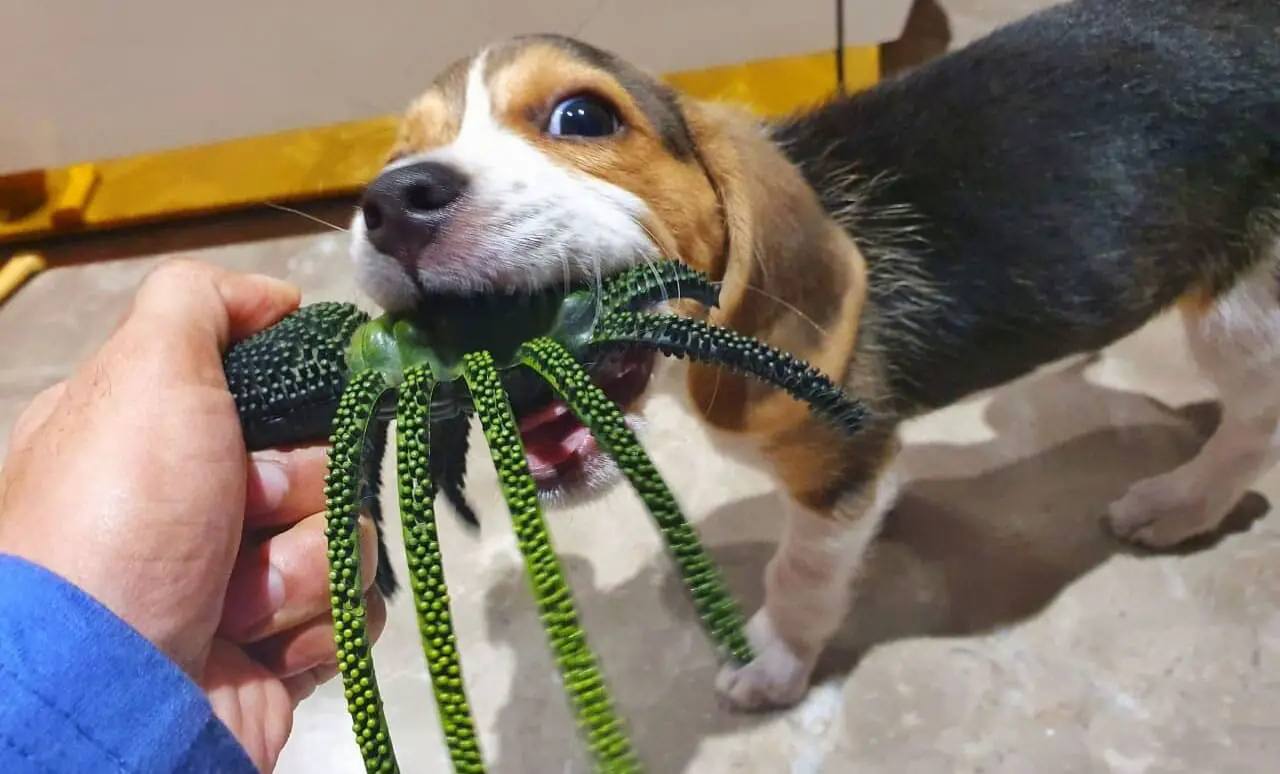 a Beagle puppy chewing on a toy