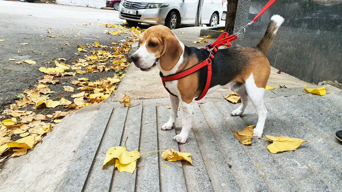 Beagle on a leash, ready for walk