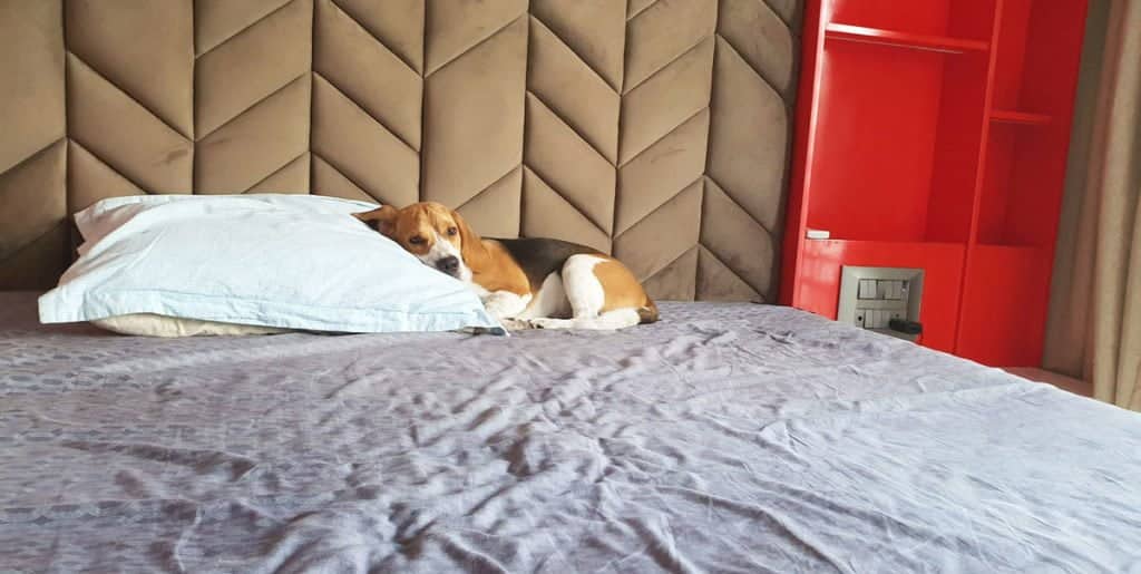 a beagle sleeping on a bed