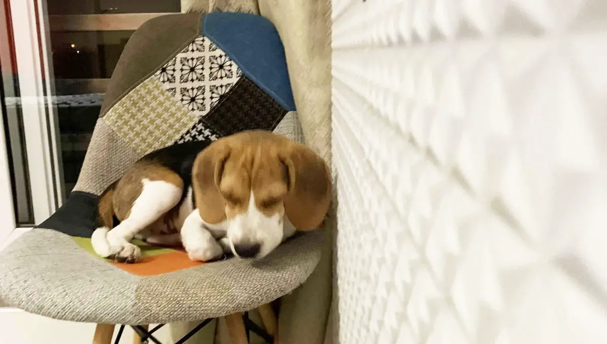 beagle sleeping on a chair