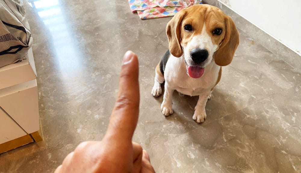 Obedient beagle