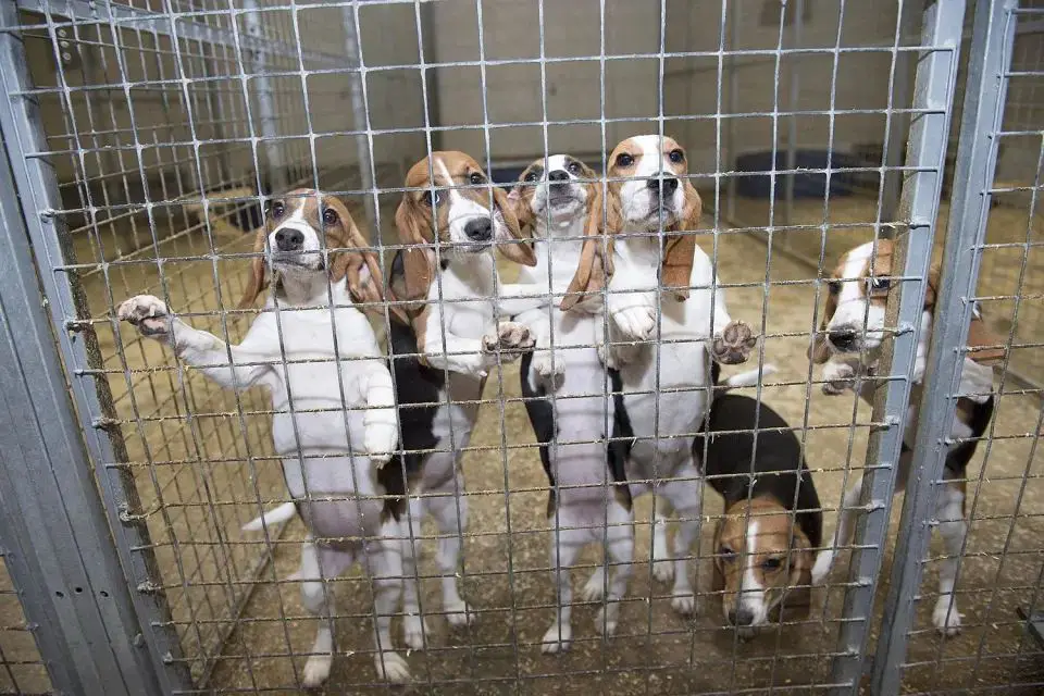 Beagles kept in a cage for lab experiments