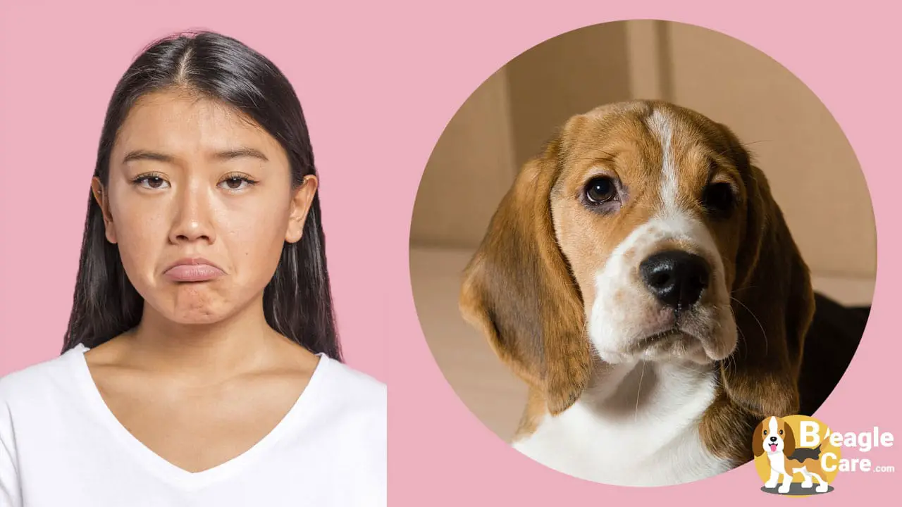 Human vs Beagle sad face Comparison