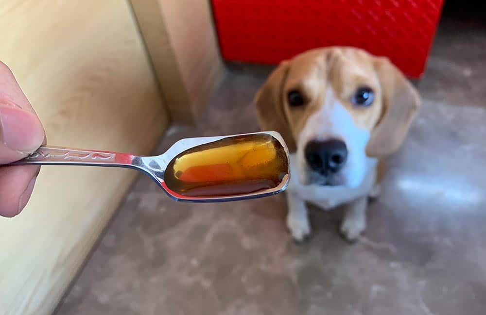 Beagle waiting to have his spoonful of honey