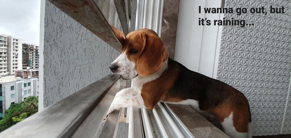 beagle staring at rain