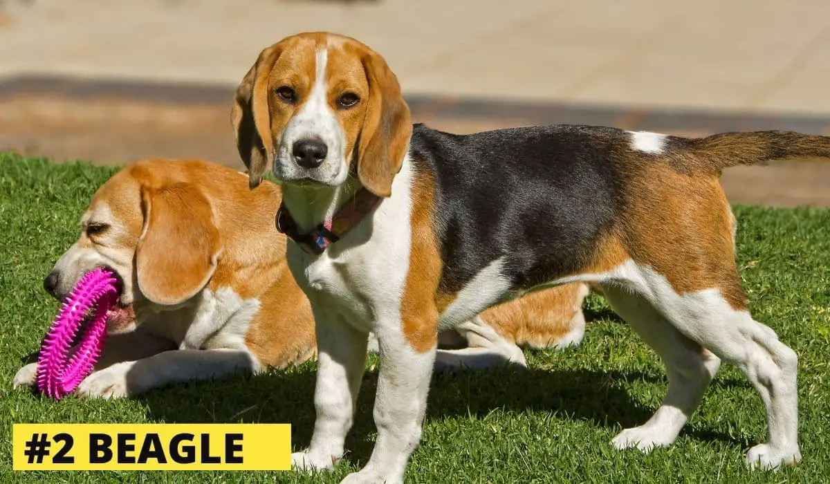two beagles playing