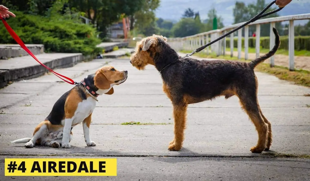 airedale and beagle 