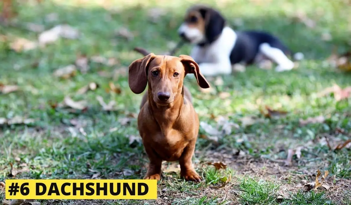 dachshund and beagle
