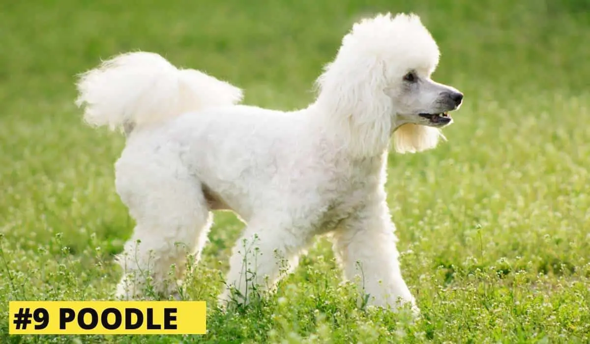while poodle